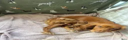 Cocker Spaniel dogs for sale: KC Registered Red Working Cocker Spaniels in Bishop Auckland - Advert 19