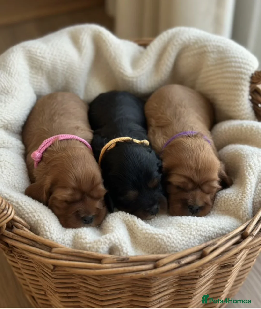 Cavalier King Charles Spaniel dogs for sale: Health Tested KC Registered Girls - Advert 1