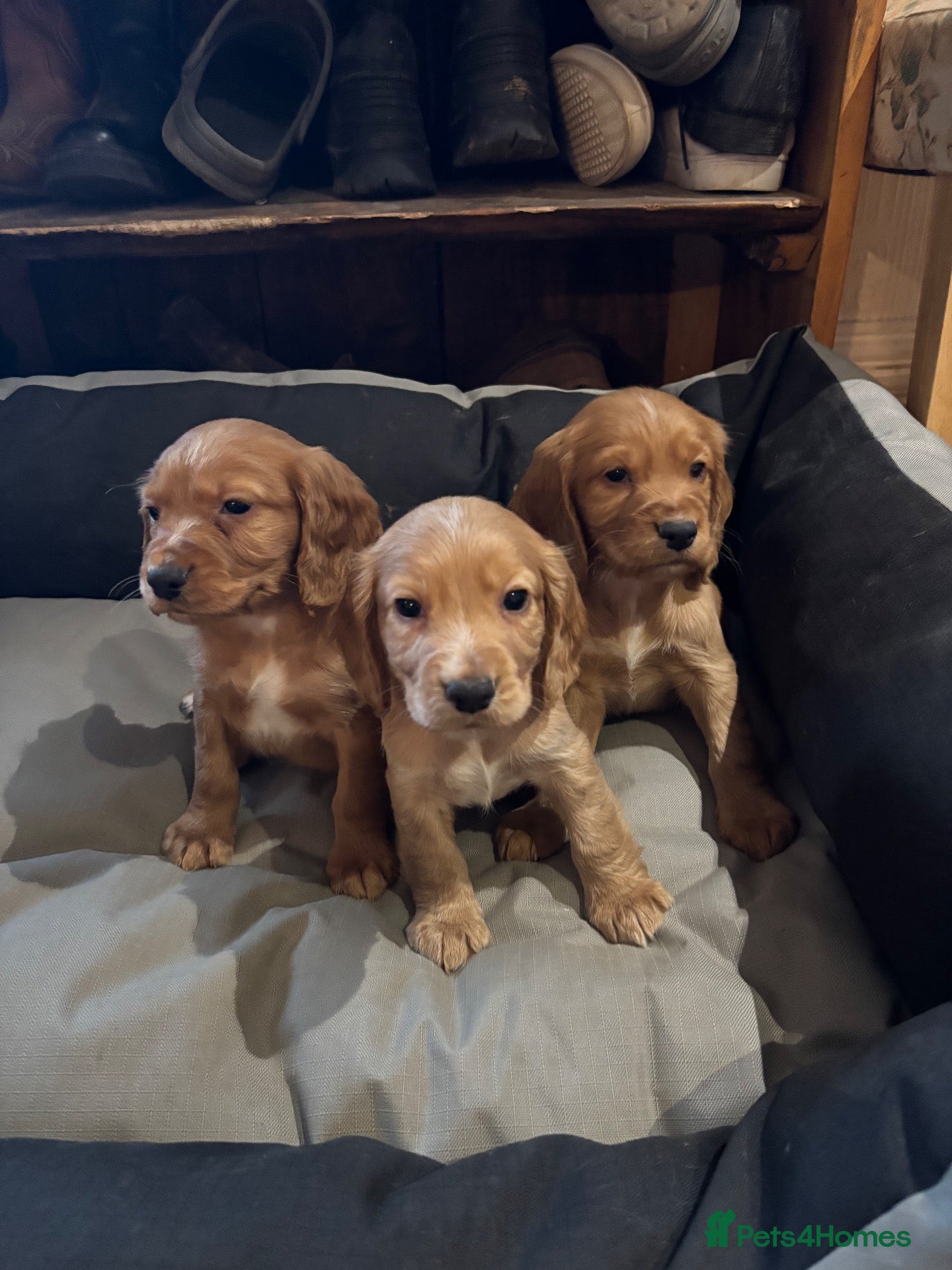 Cocker Spaniel dogs KC Working Cocker Spaniel Puppies - Advert 1