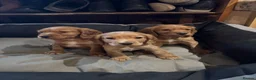 Cocker Spaniel dogs for sale: Working cocker spaniel pups  - Advert 3