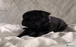 Mixed Breed dogs for sale: French bulldog x Patterdale terrier - Image 5