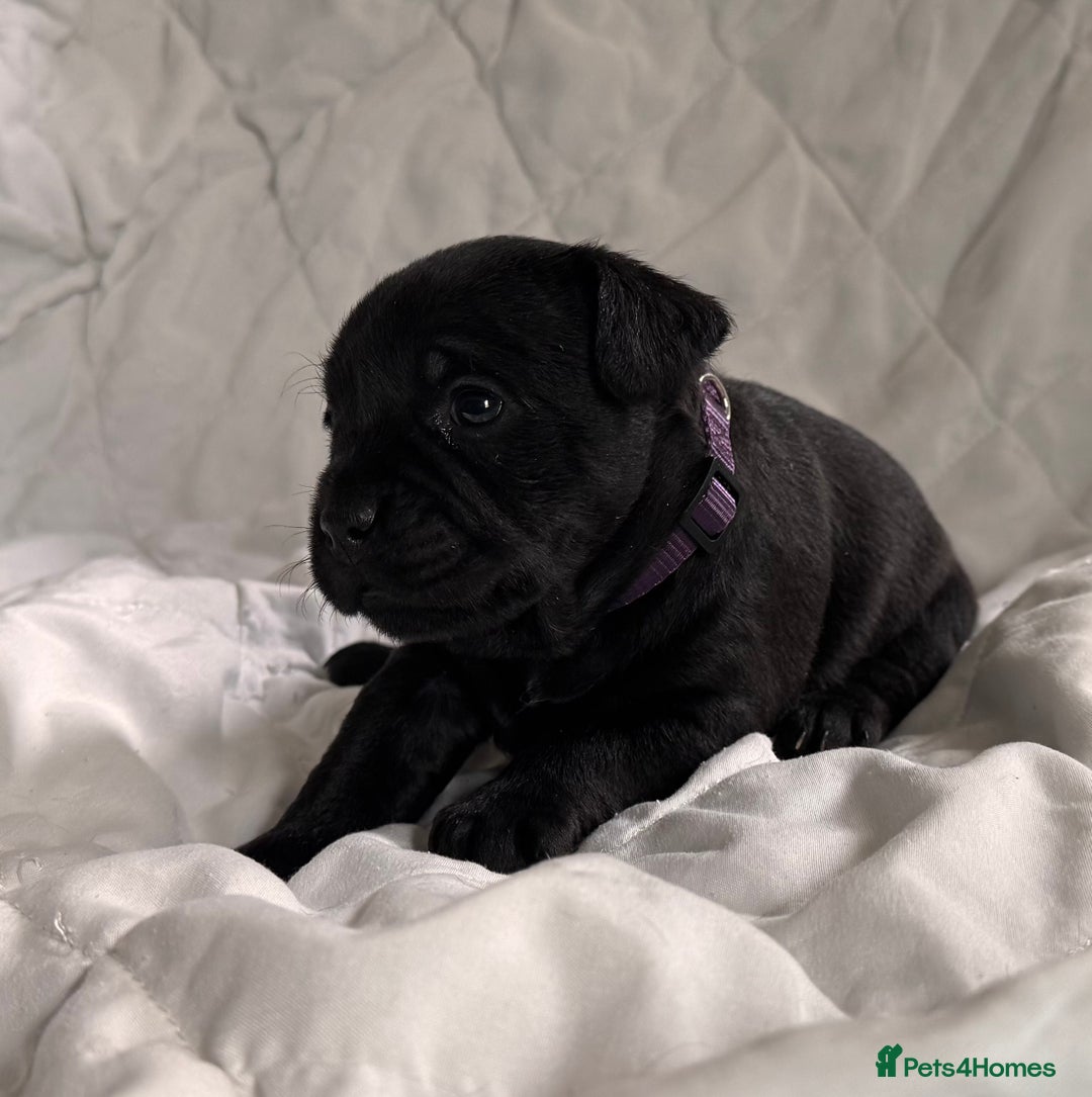 Mixed Breed dogs for sale: French bulldog x Patterdale terrier - Image 5