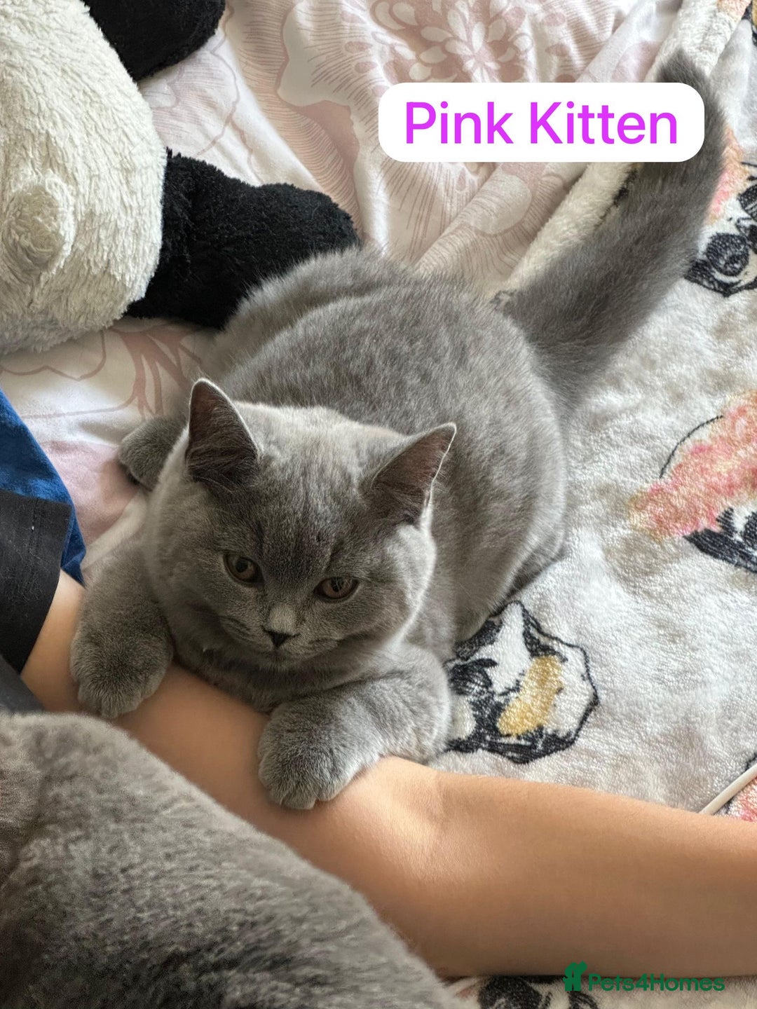 British Shorthair cats for sale: My 3 cute girls are ready to find new family💗  - Image 10