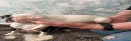 Boston Terrier dogs for sale: Stunning Boston Terriers Boys.  - Advert 11