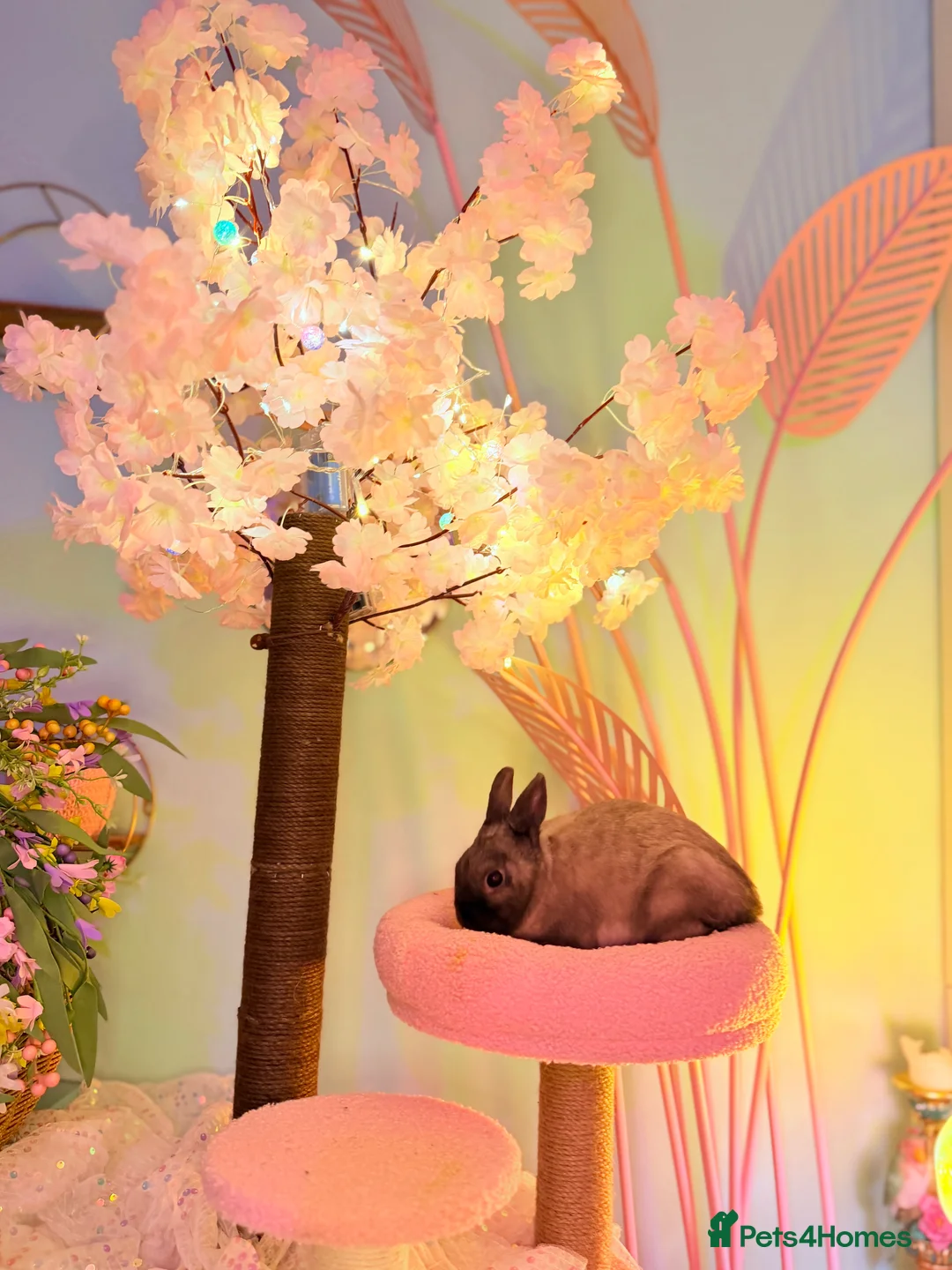 Netherland Dwarf rabbits for sale: Urgent rehoming. Young Netherland dwarf+ mini lop - Advert 15