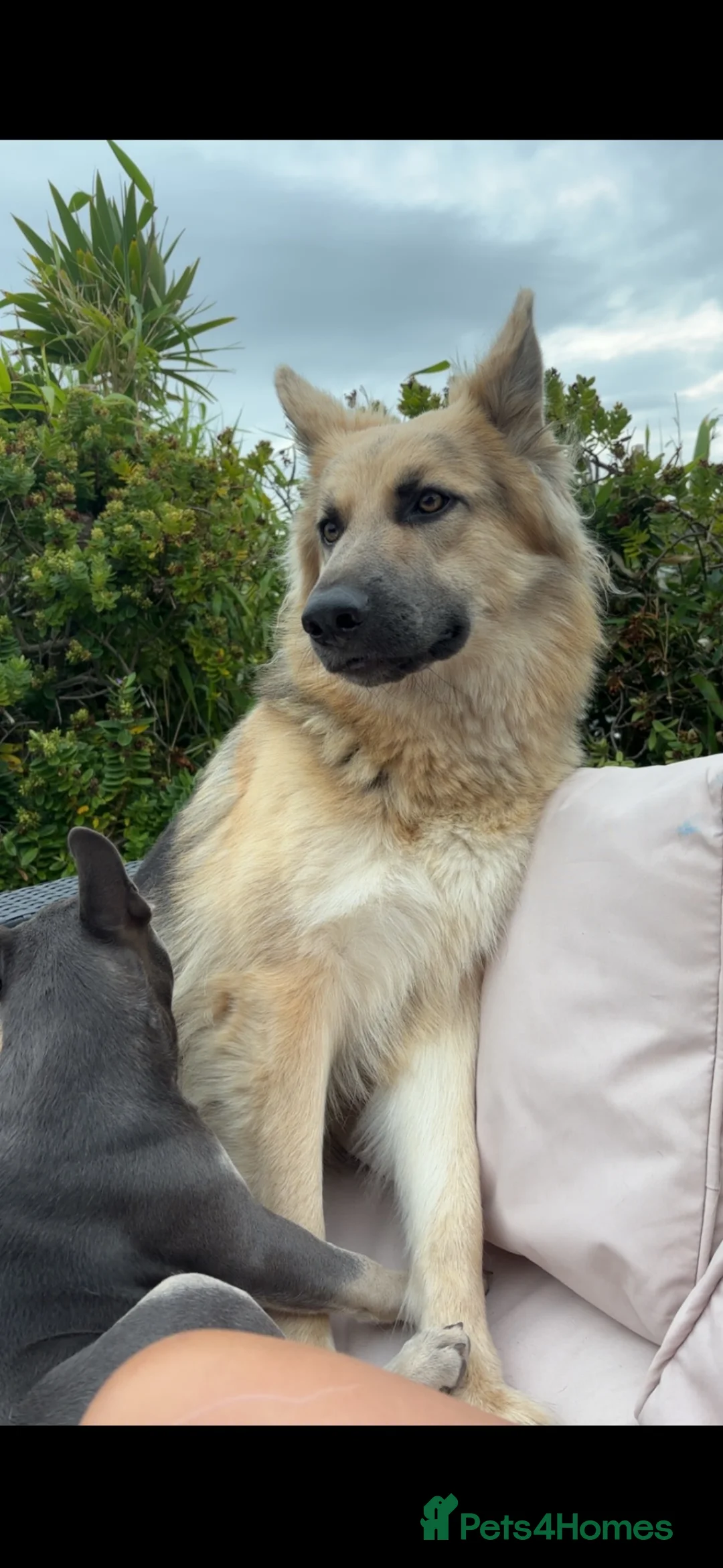 German Shepherd dogs for sale: German shepherd puppies  in Deeside - Advert 2