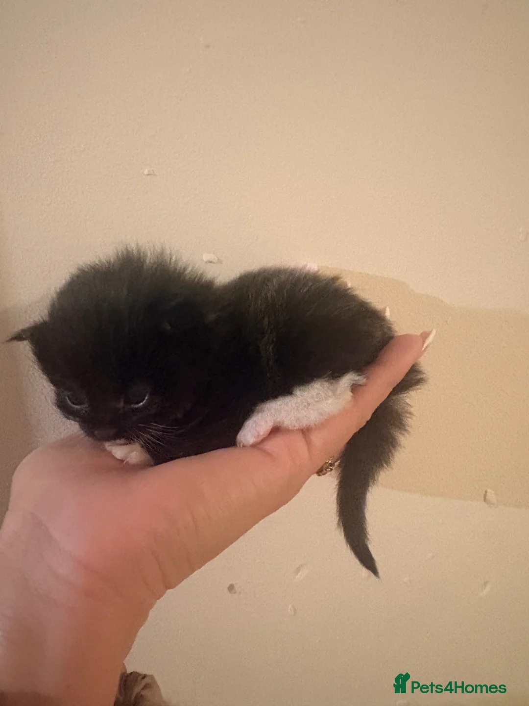 Mixed Breed cats for sale: 6 beautiful Birman cross British short hair  - Advert 2