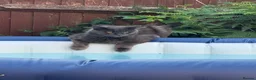 Maine Coon cats for sale: Mixed mainecoons  - Advert 12