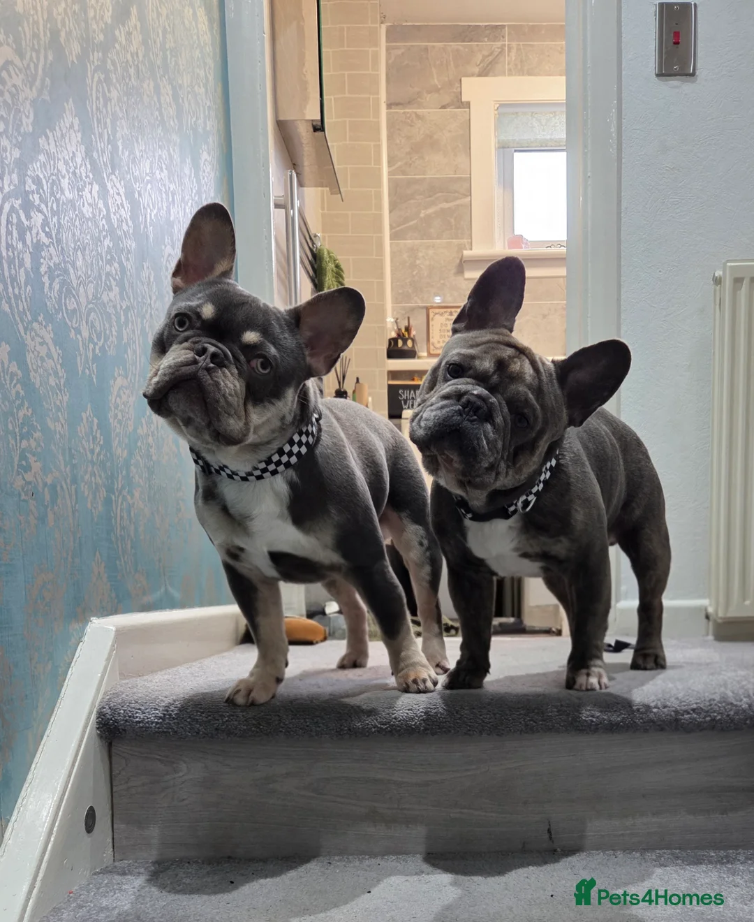 French Bulldog dogs for stud: French bulldogs for stud - Advert 1