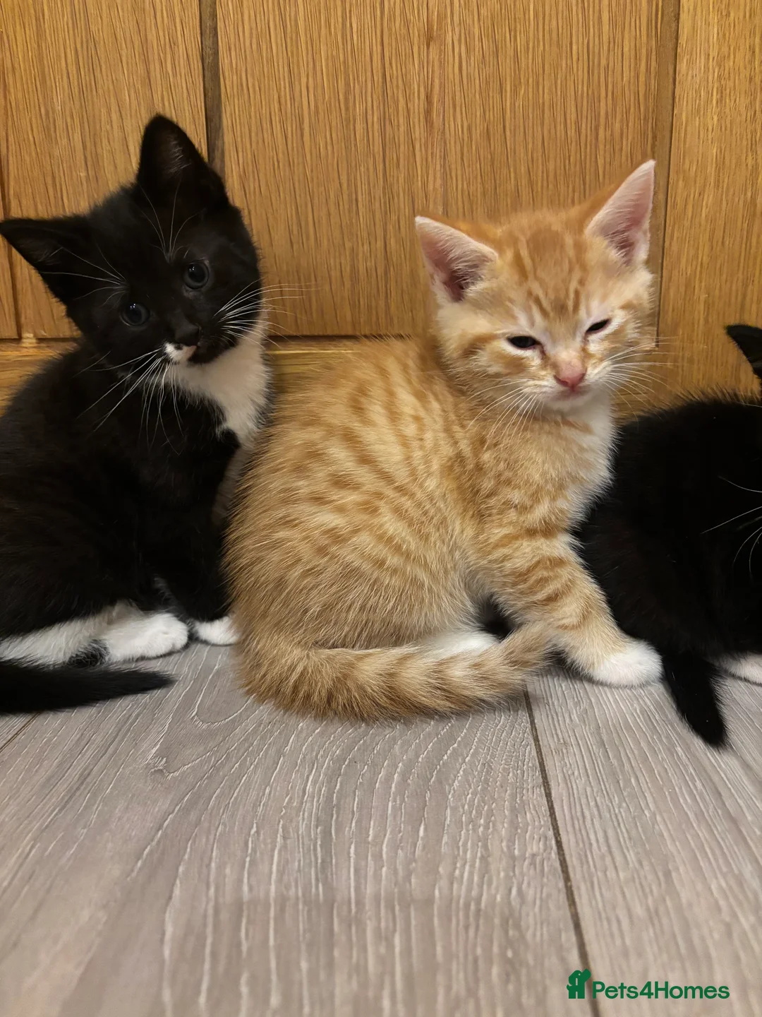 Mixed Breed cats for sale: Happy kittens  - Advert 1