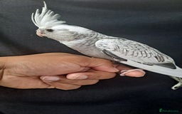 Cockatiels birds for sale: Silly hand tamed baby cockatiels for sale  - Image 17