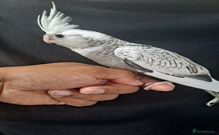 Cockatiels birds - Advert 5