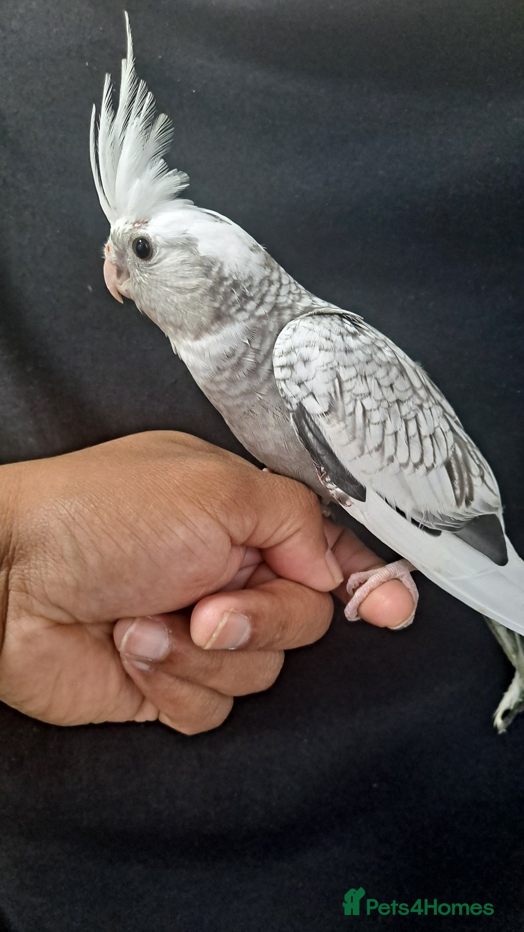 Cockatiels birds for sale: Silly hand tamed baby cockatiels for sale  - Image 17