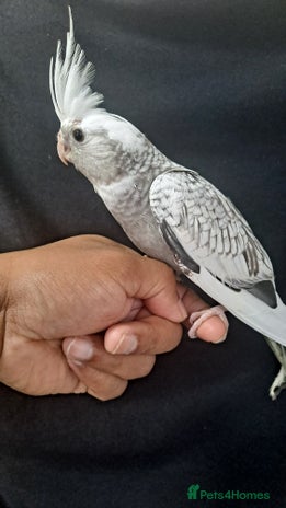 Cockatiels birds for sale - Advert 1
