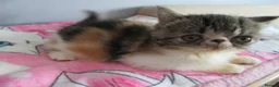 Exotic cats for sale: Super sweet Exotic female kitten READY NOW - Advert 30