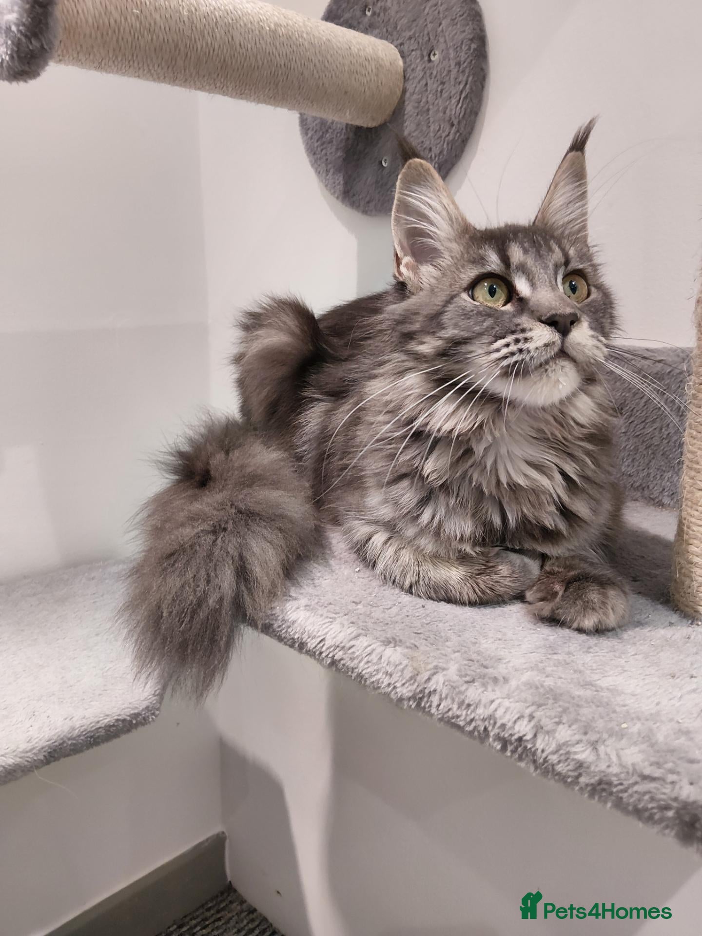 Maine Coon cats for sale: READY FOR COLLECTION  TICA registered kittens - Advert 17