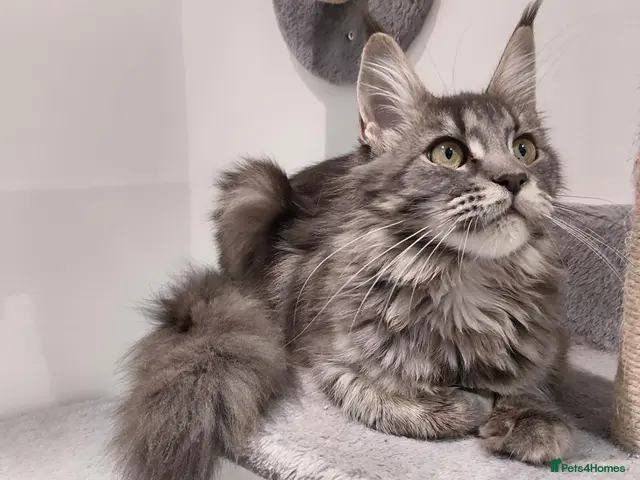 Maine Coon cats for sale: READY FOR COLLECTION TICA registered kittens - Advert 17
