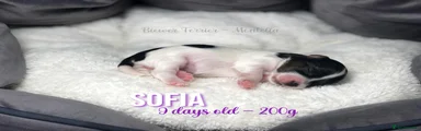 Sofia