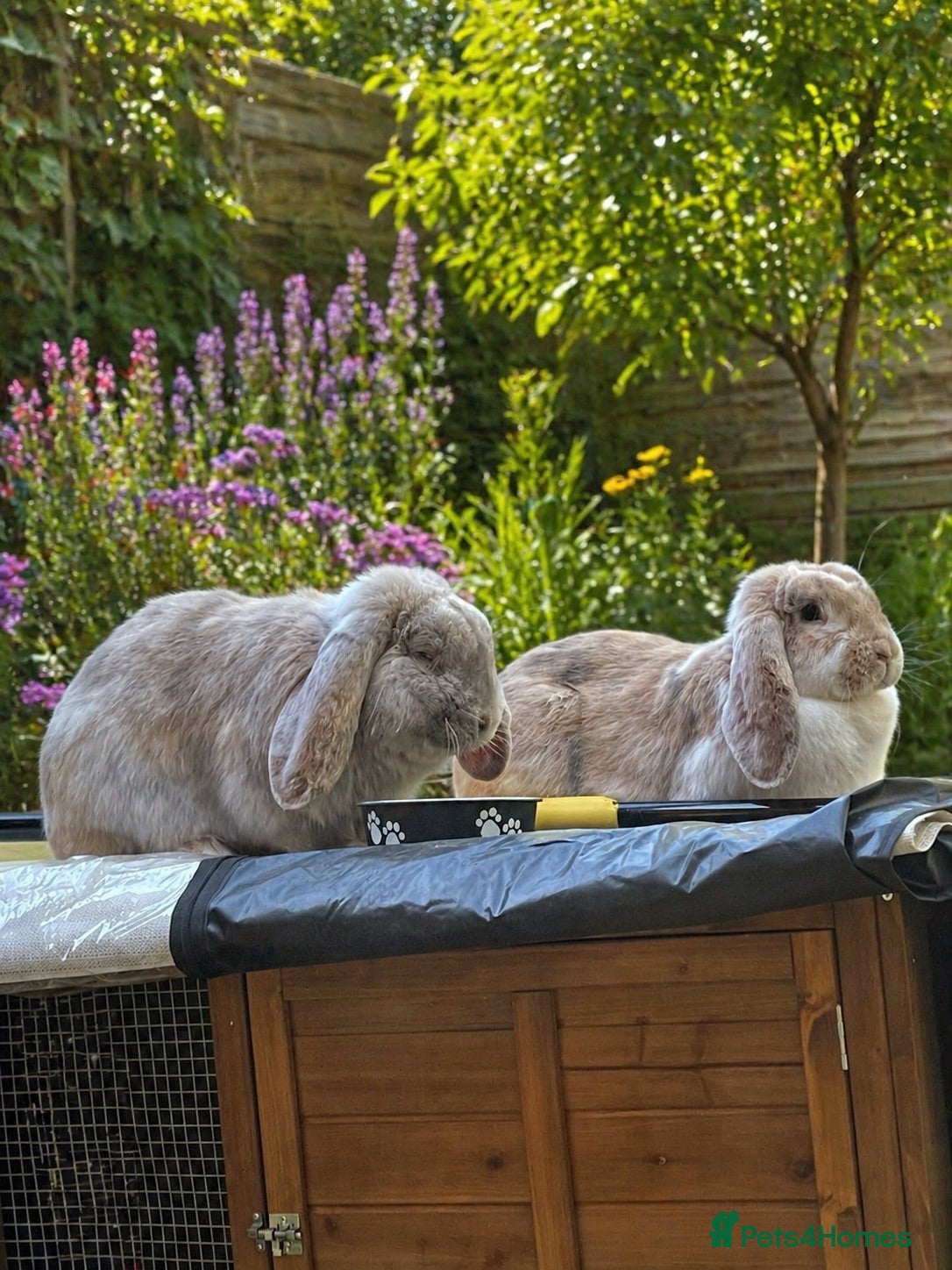 French Lop rabbits for sale: Beautiful French Lops  - Advert 1