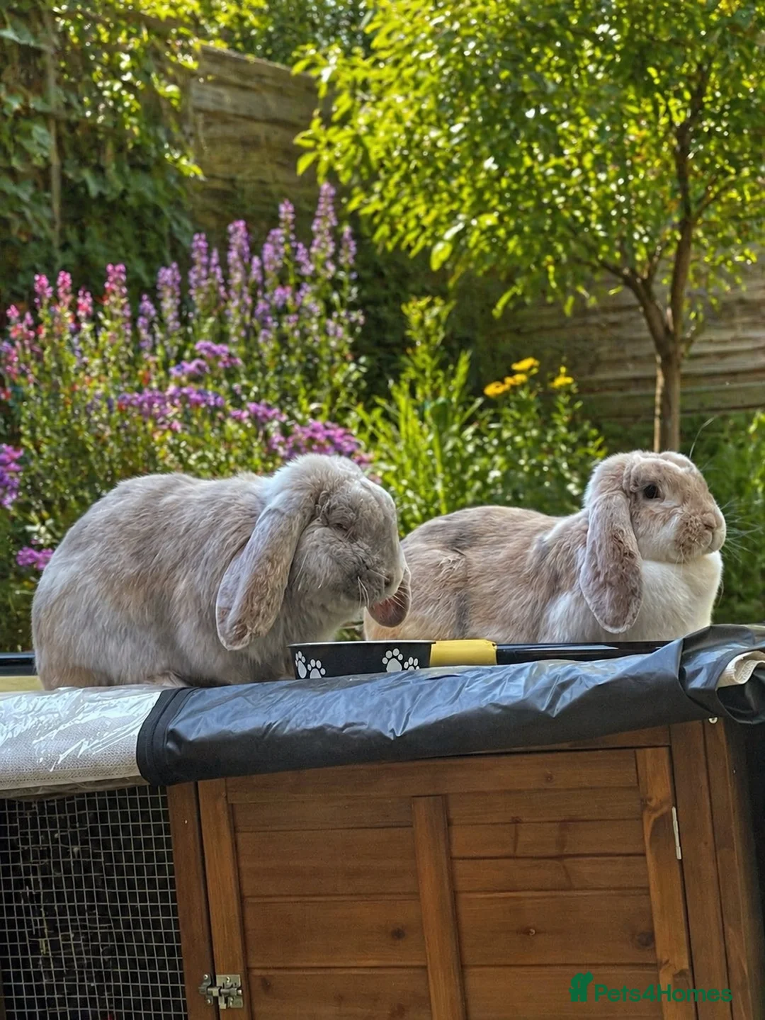 French Lop rabbits for sale: Beautiful French Lops  - Advert 1