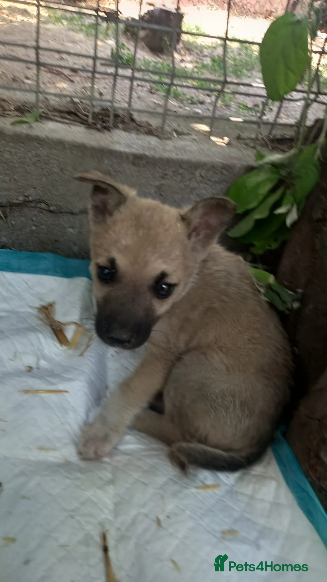 Mixed Breed dogs for adoption: OZZY, a Lovely Puppy Boy - for a Loving Home - Advert 4