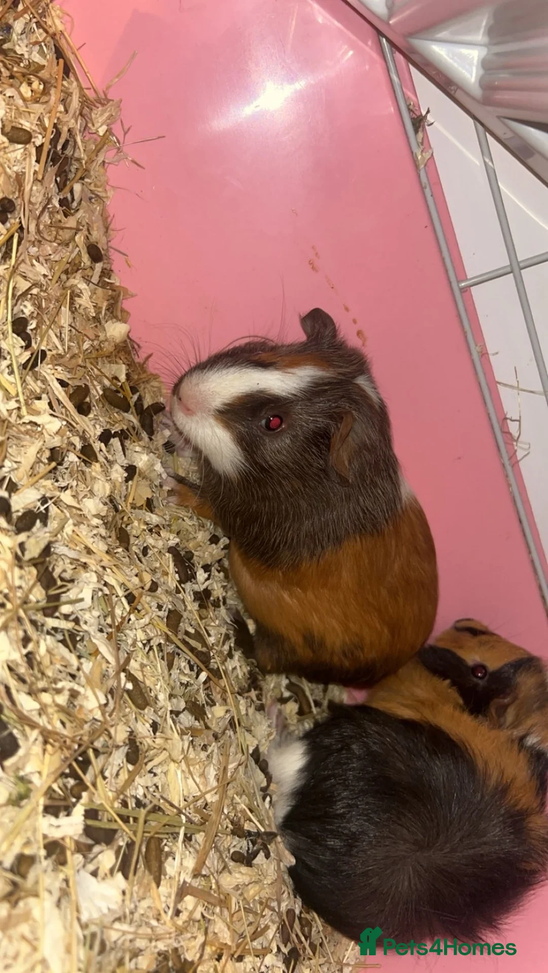 Guinea Pig rodents for sale: 3 male guinea pigs for sale  - Advert 4