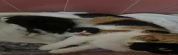 Mixed Breed cats for sale: Two litters of two cats in Coventry - Advert 14