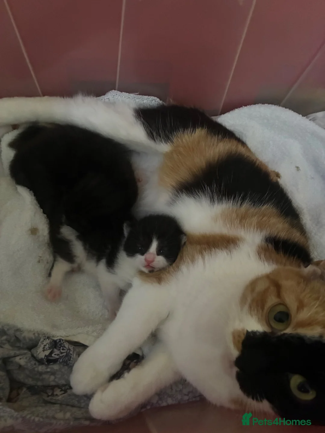 Mixed Breed cats for sale: Two litters of two cats in Coventry - Advert 14