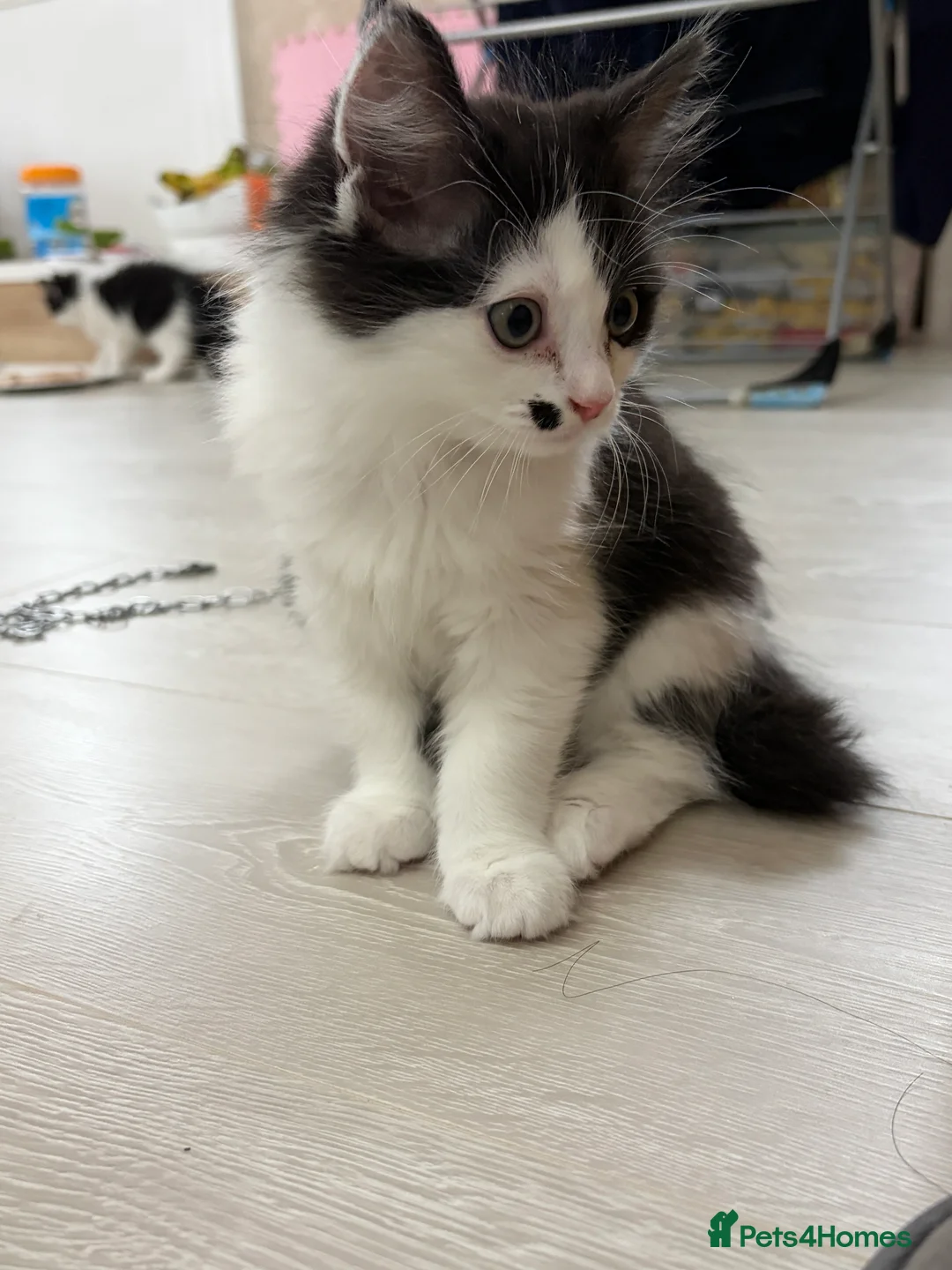 Mixed Breed cats for sale: Ragdoll & Kurilian bobtail mixed - Advert 18