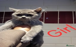 British Shorthair cats for sale: Reduced to clear Britsh shorthair Pure blue Girl  - Advert 1