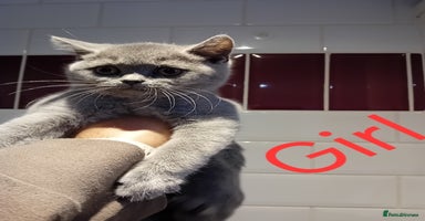 British Shorthair cats - Advert 12