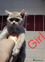British Shorthair cats - Advert 12