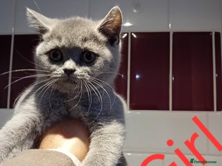 British Shorthair cats - Advert 3