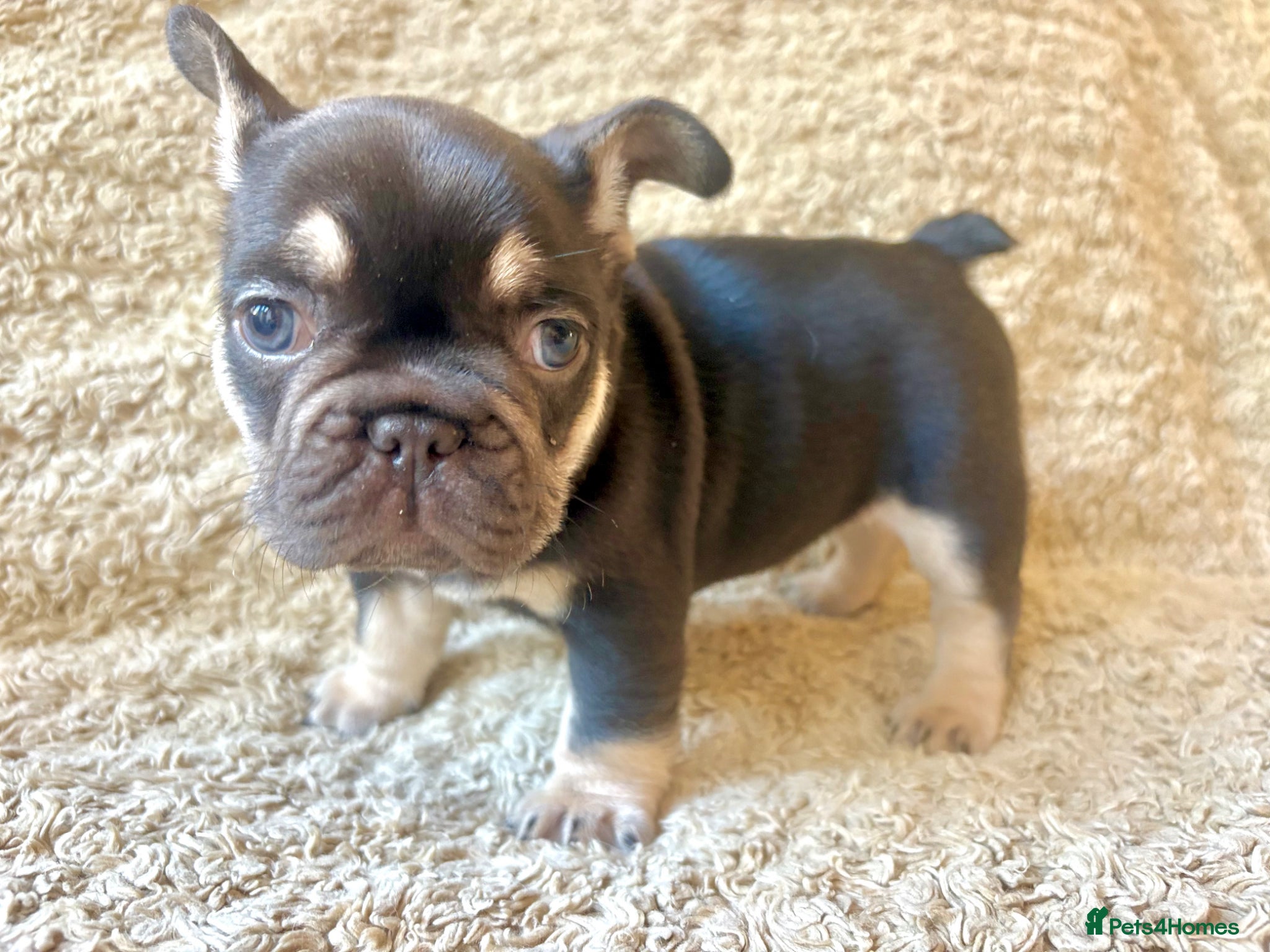 French Bulldog dogs for sale: French Bulldog Babies Ready Soon - Advert 20