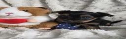 Yorkshire Terrier dogs for sale: Yorkshire Terrier Puppies Mini - Advert 3