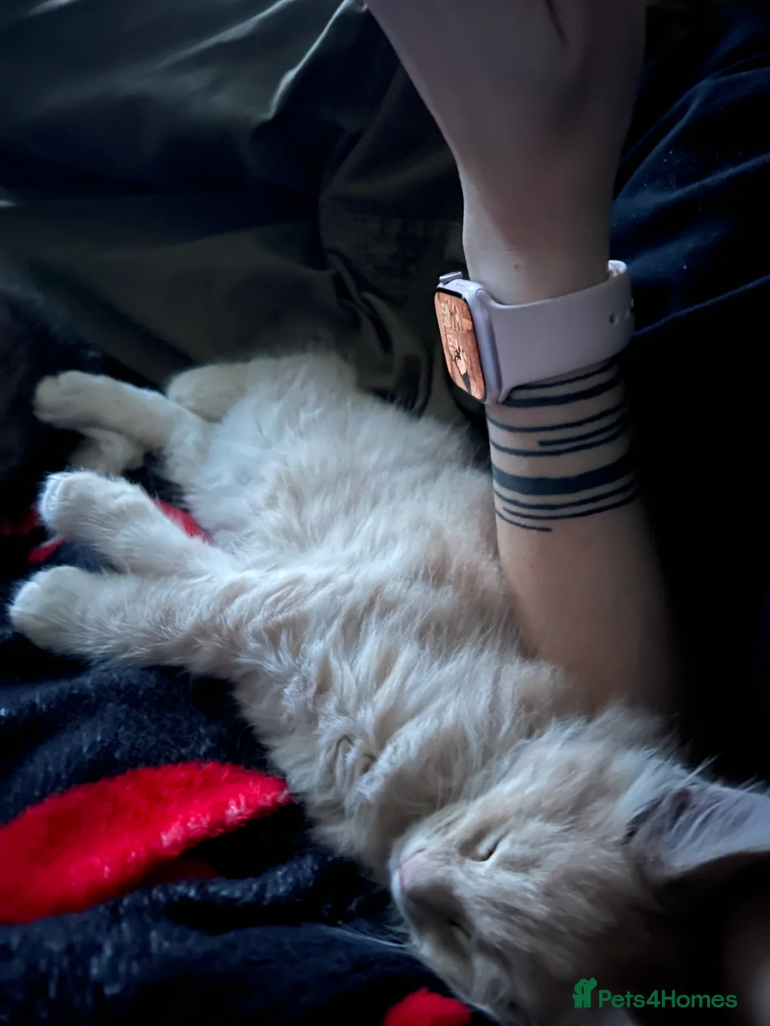 Maine Coon cats for sale: Register Maine Coon Kittens  - Advert 29