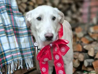 Mixed Breed dogs 💙MOROZKO💙9 months Affectionate•Gentle•Puppy-like - Advert 1