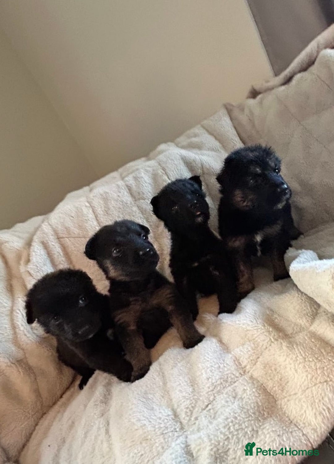 Mixed Breed dogs for sale: Slovakian shepherd x Rottie pups - Image 1