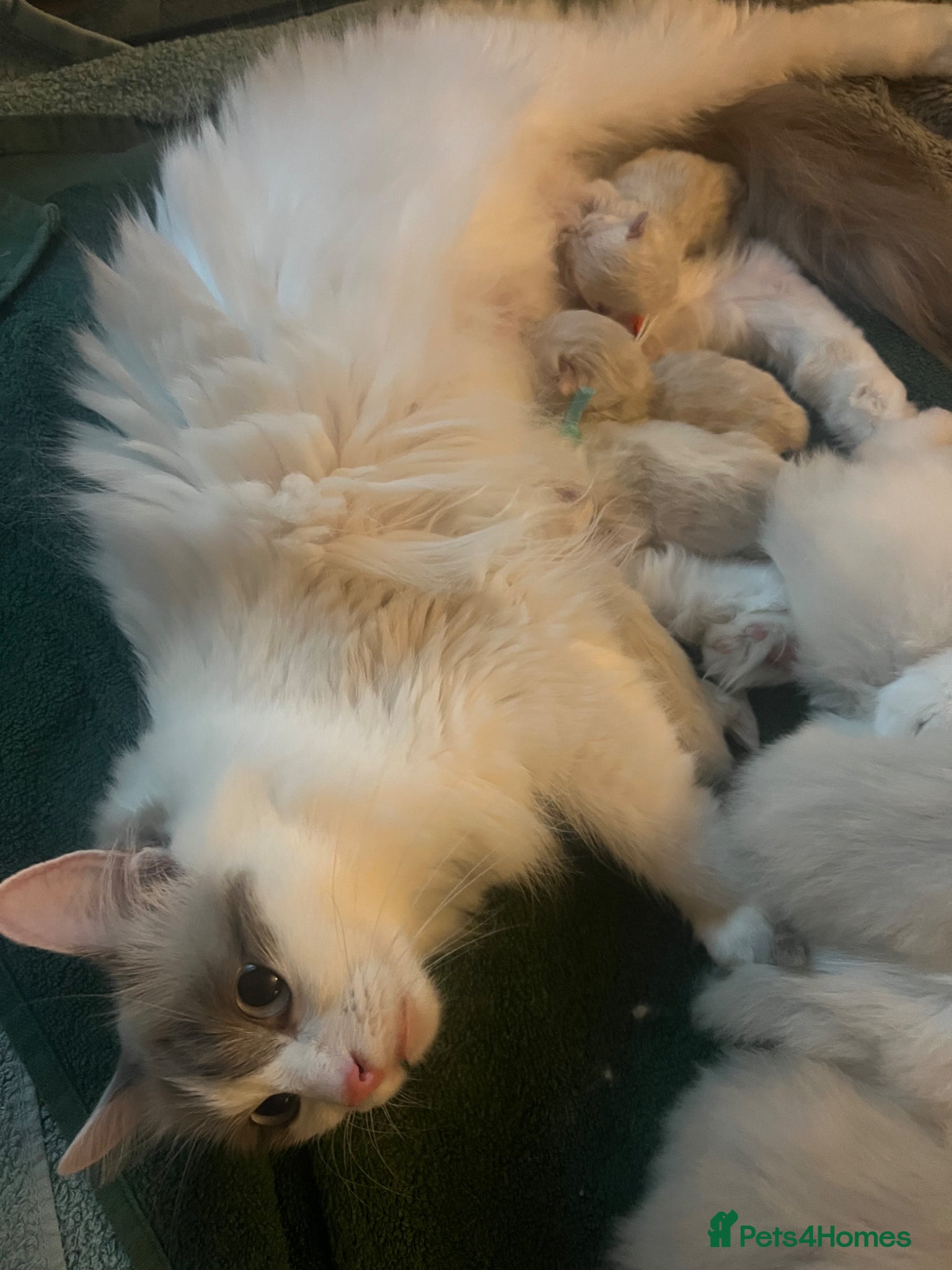 Ragdoll cats Adorable pure ragdoll babies for 5* homes - Advert 2