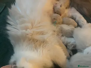 Ragdoll cats Adorable pure ragdoll babies for 5* homes - Advert 6