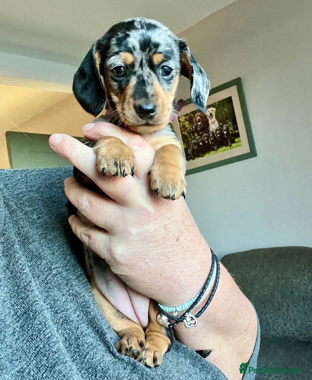 Miniature Dachshund dogs for sale: Min smooth due to leave approx 22 May - Advert 4