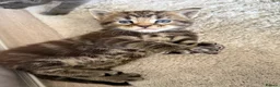 Maine Coon cats for sale: Beautiful 100% Maine coin kittens - Advert 10