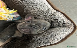 French Bulldog dogs for sale: Full pedigree French bulldog puppies  - Image 11