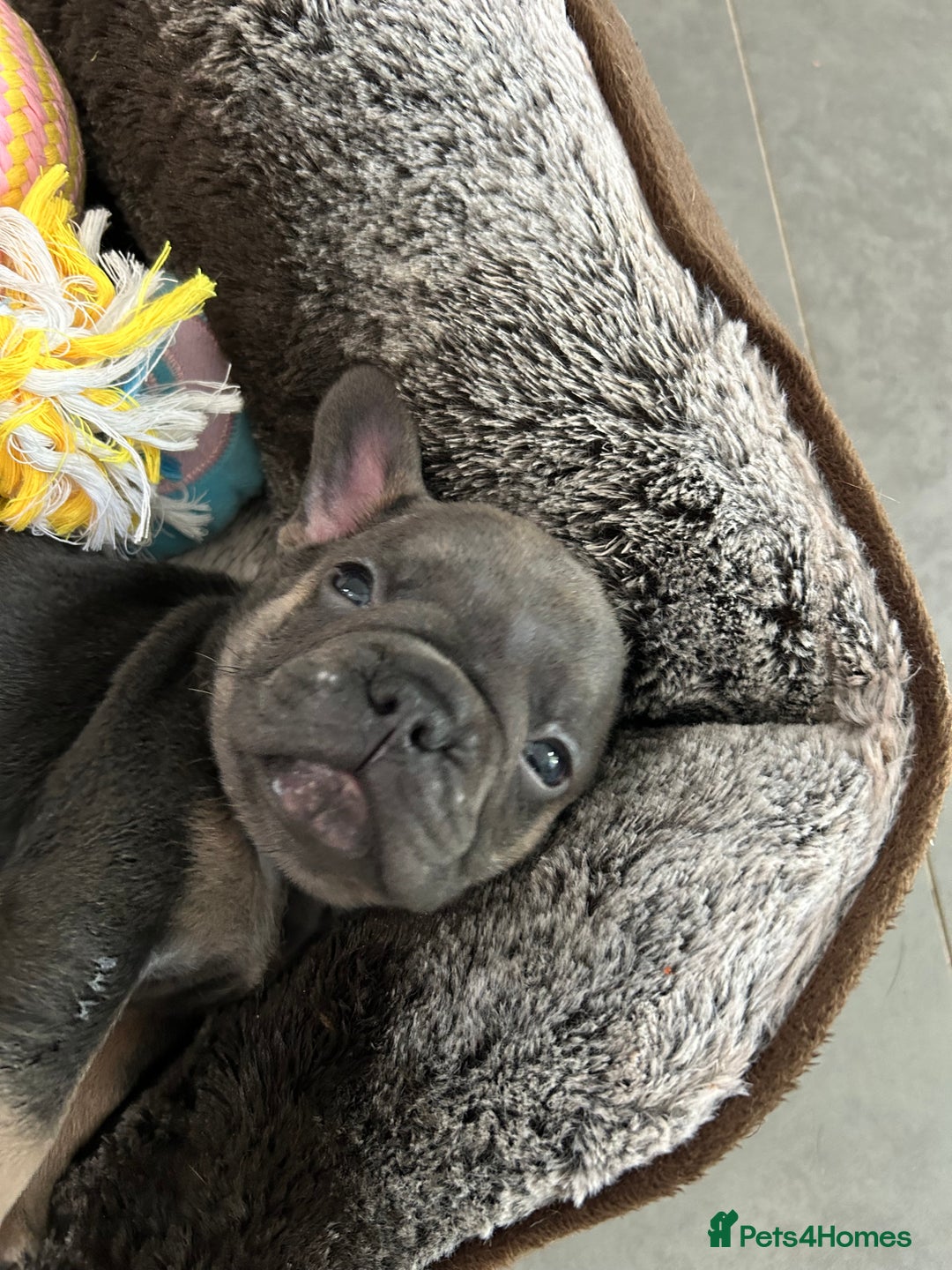 French Bulldog dogs for sale: Full pedigree French bulldog puppies  - Image 11
