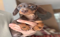 Miniature Dachshund dogs for sale: 🩷 Adorable Miniature Dachshund Puppies💙 - Image 5