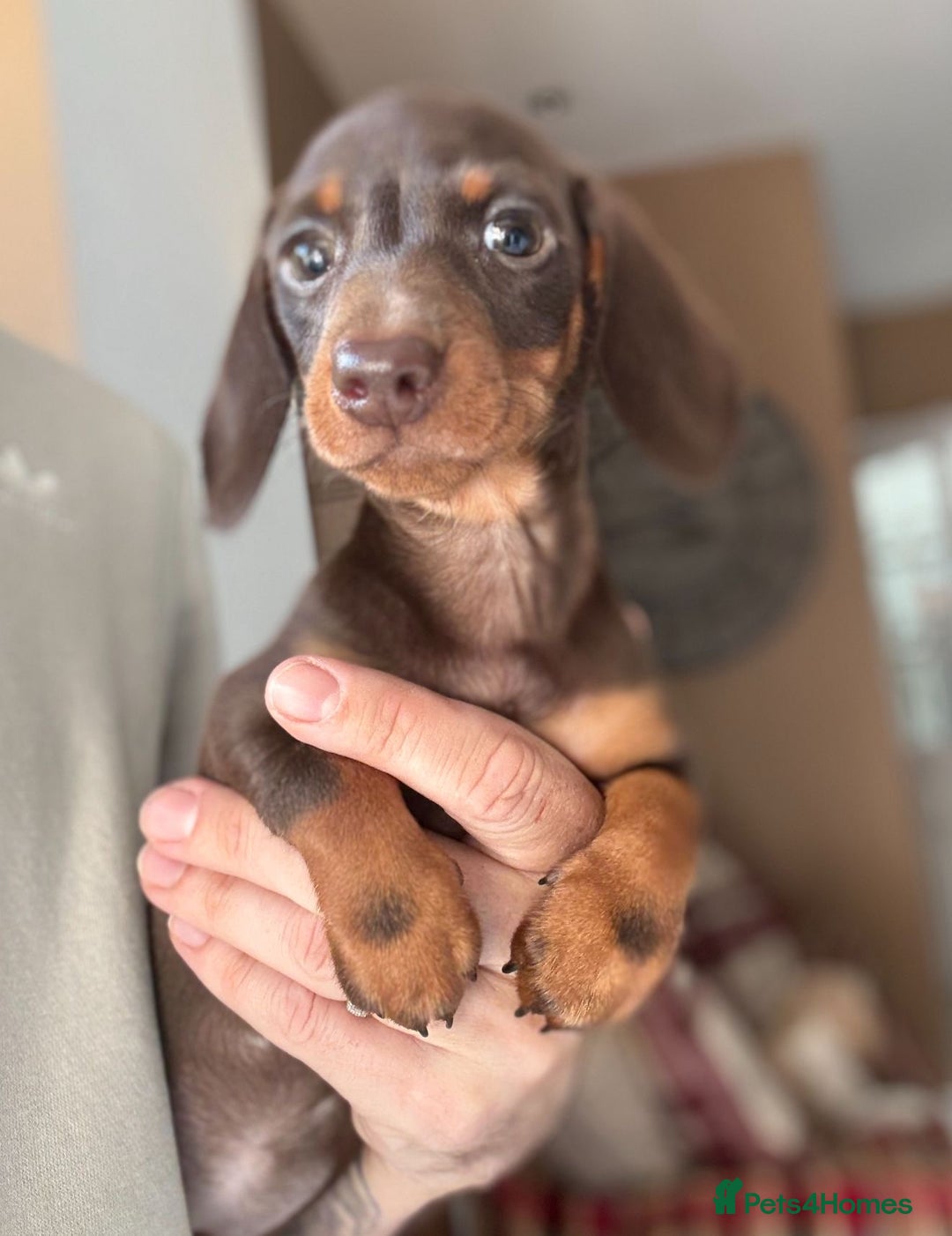 Miniature Dachshund dogs for sale: 🩷 Adorable Miniature Dachshund Puppies💙 - Image 5