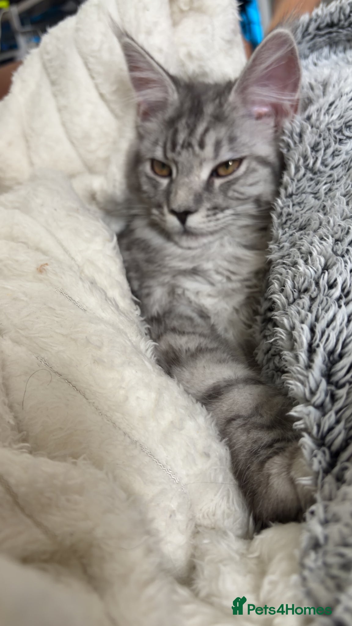 Maine Coon cats Beautiful Mainecoon - Advert 5