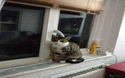 Mixed Breed cats for sale: Beautiful 1 year male looking for a forever home - Image 2