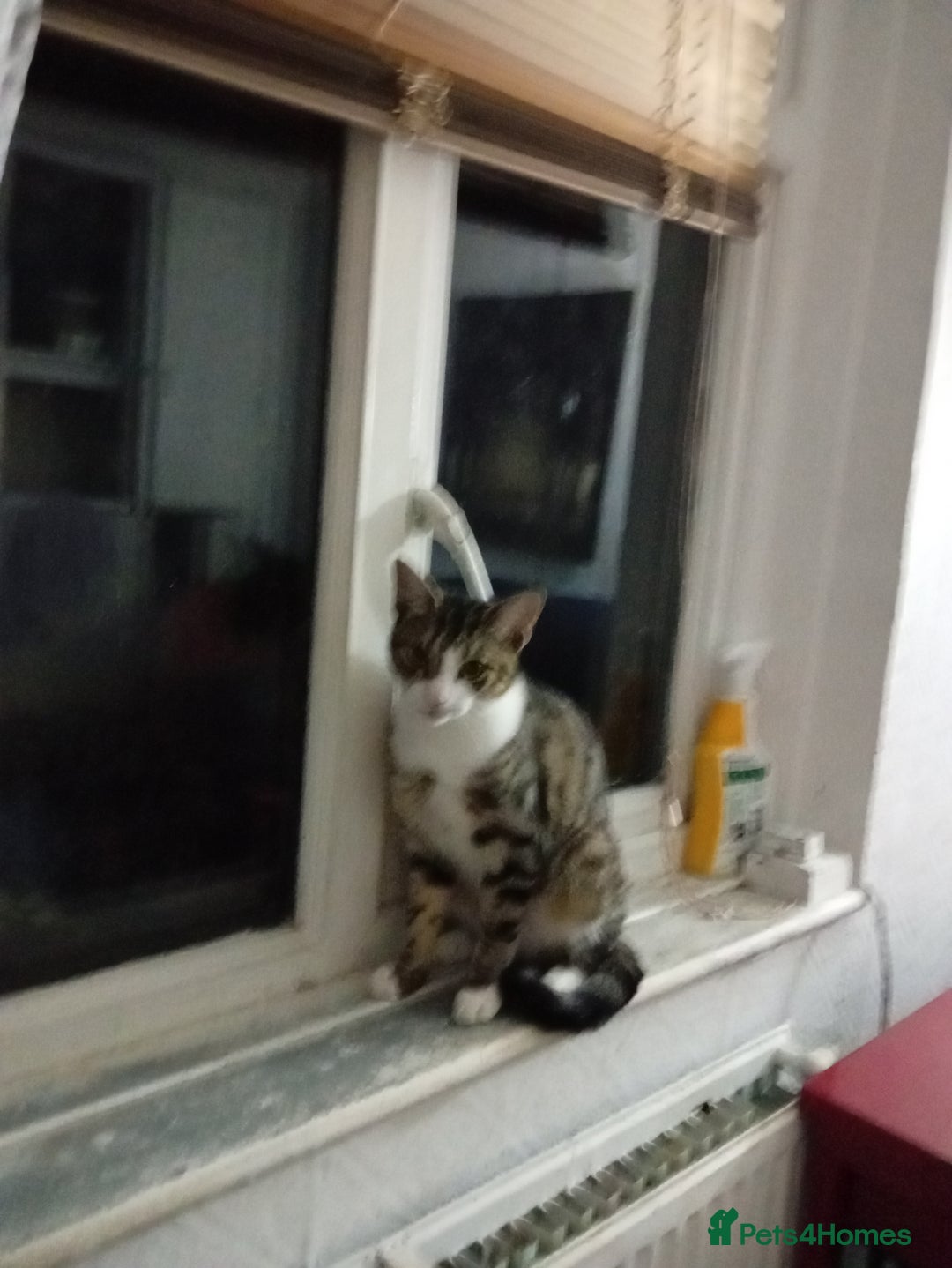 Mixed Breed cats for sale: Beautiful 1 year male looking for a forever home - Image 2