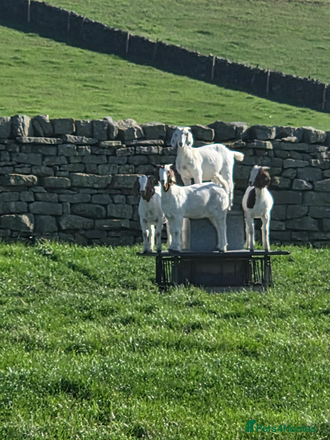 Goats livestock for sale: Boar goats  - Advert 2